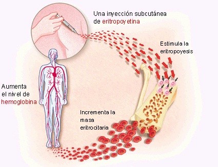 "Hematopoyético".

Tratamiento sustitutivo en la deficiencia de eritropoyetina.

 Está indicada para el tratamiento de pacientes con anemia asociada a insuficiencia renal crónica, pacientes con quimioterapia, pacientes que se preparan para trasplante, algunos padecimientos hematológicos (ciertos tipos de leucemias, síndromes mielodisplásicos, pacientes con microesferocitosis) y en aquellos procesos que cursen con deficiencia de eritropoyetina.