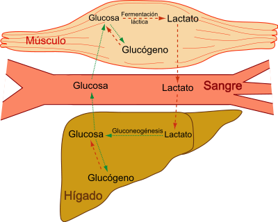 gastrointestinal: diarrea, náuseas, vómito, sensación de plenitud abdominal, flatulencia, sabor metálico y anorexia. 

Acidosis láctica: Ocurre en pacientes con insuficiencia renal, síndrome de mala absorción y anemia megaloblástica.

Hipersensibilidad: Vasculitis y pneumonitis.