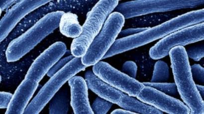 La ceftriaxona tiene un amplio espectro antibacteriano, dada su resistencia a las betalactamasas, siendo eficaz contra la mayor parte de las bacterias entéricas Gram negativas.

La ceftriaxona está indicada en el tratamiento de las infecciones moderadas a graves, simples o mixtas, causadas por cepas sensibles como: Staphylococcus aureus,  E. coli, H, Clostridium spp, entre otras.

• Infecciones de las vías respiratorias.

• Infecciones de las vías urinarias (gonocócicas no complicadas, como terapia alternativa cuando la penicilina esté contraindicada).

• Infecciones intrabdominales (peritonitis e infecciones del tracto biliar).

• Meningitis, Septicemia.

• Infecciones de la piel y tejido blando.

• Infecciones óseas y de las articulaciones.