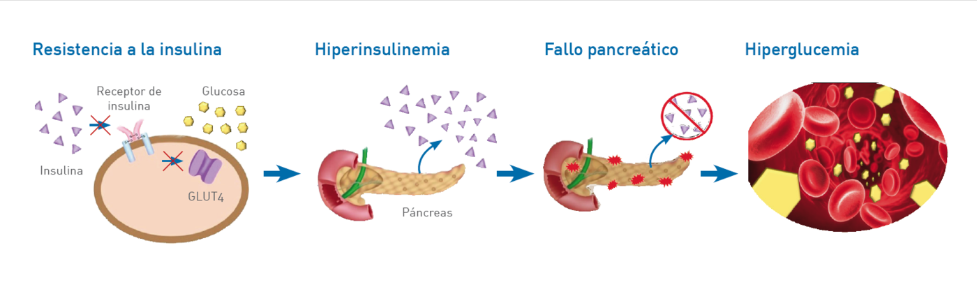 Tratamiento en la diabetes mellitus tipo 2 (diabetes mellitus no insulinodependiente) que curse con obesidad exógena, con falla primaria y secundaria a la restricción calórica y al ejercicio y/o a la administración de hipoglucemiantes orales.

Se puede utilizar en combinación con la administración exógena de insulina en aquellos pacientes que no responden al tratamiento con hipoglucemiantes orales. 